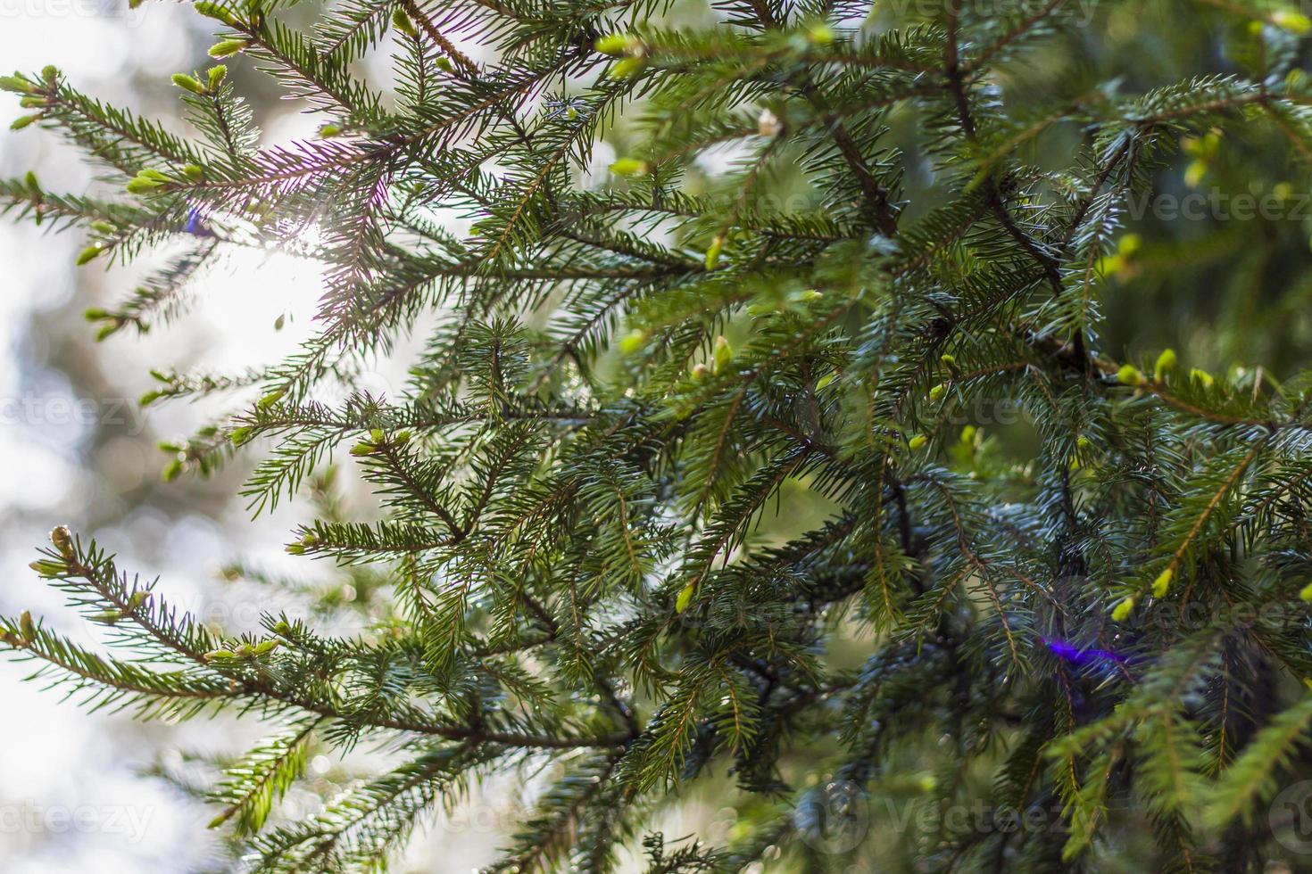 Young spruce branches. Close-up on blurred greenery with copying of space, using as a background the natural landscape, ecology, fresh wallpaper concepts. Selective focus. photo