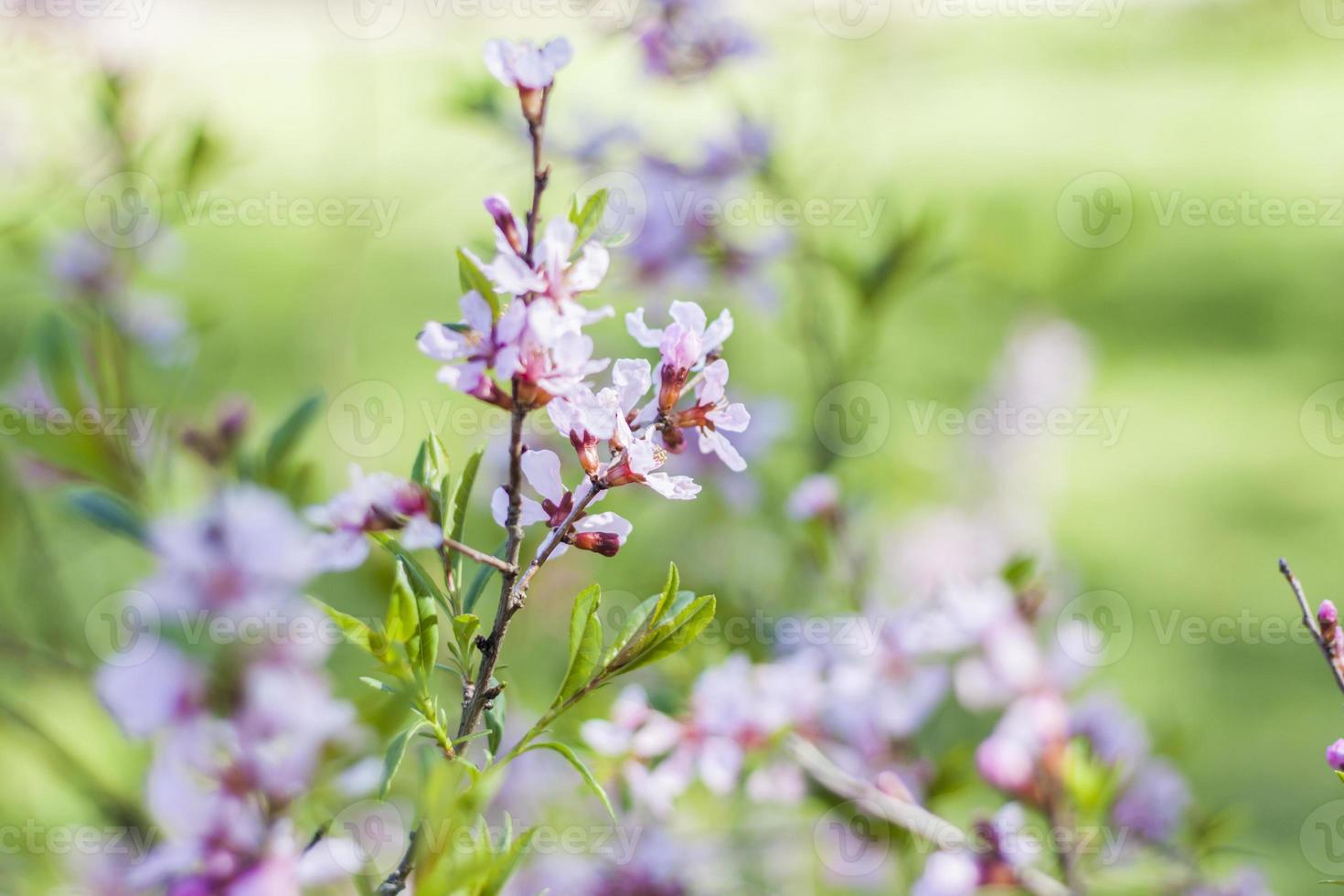 Cherry, sakura. The tree is in bloom. Spring flowering season. Nature and gardens. Background for flower design. Space for copying. Selective focus. photo