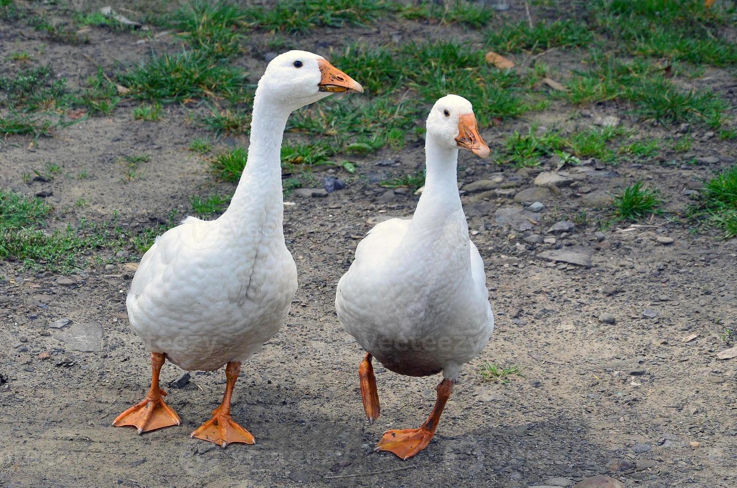 A pair of funny white geese are walking along the dirty grassy yard photo