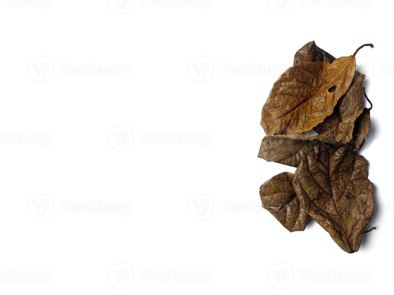 creative background of a pile of autumn yellow leaves isolated on a white background. concept of natural background and fall. photo