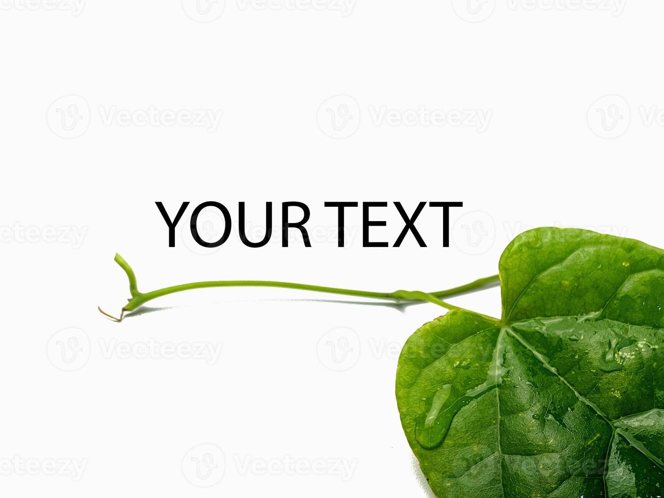 single green leaf background and place of inscription. isolated on a white background.single green leaf background and place of inscription. isolated on a white background. minimalist natural concept photo