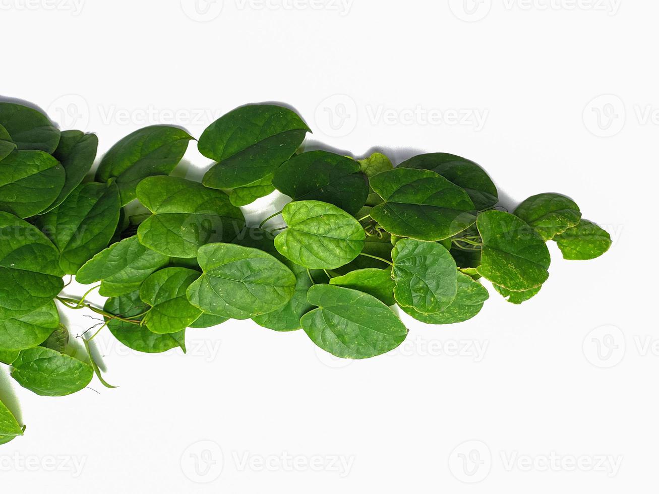 creeping greenery extending to the sides are isolated on a white background. minimalist natural concept photo