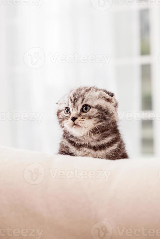 Little explorer. Curious little Scottish fold kitten looking away while sitting indoors photo