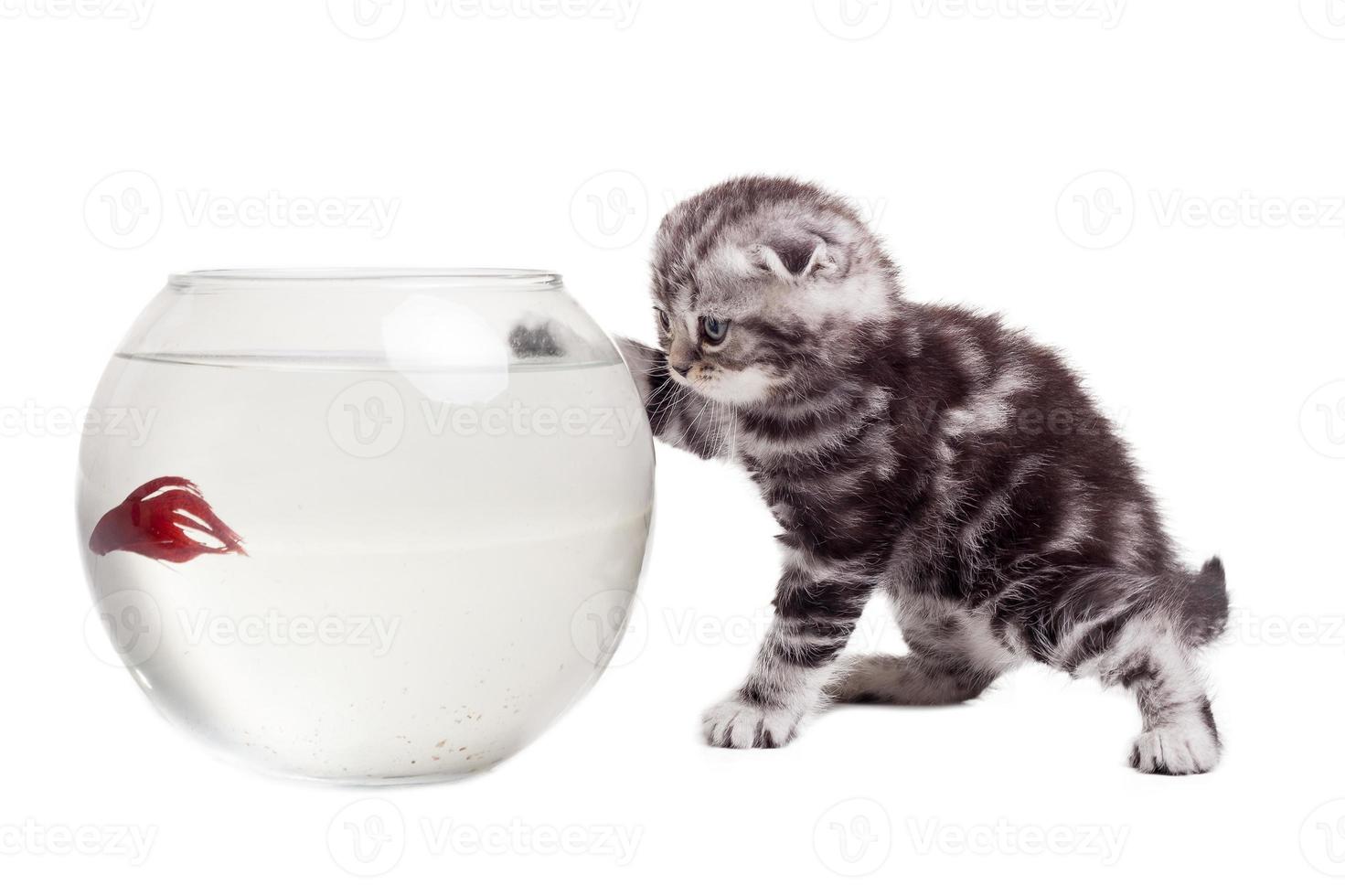 pequeño cazador curioso gatito scottish fold mirando el pez dorado mientras se inclina en la pecera foto