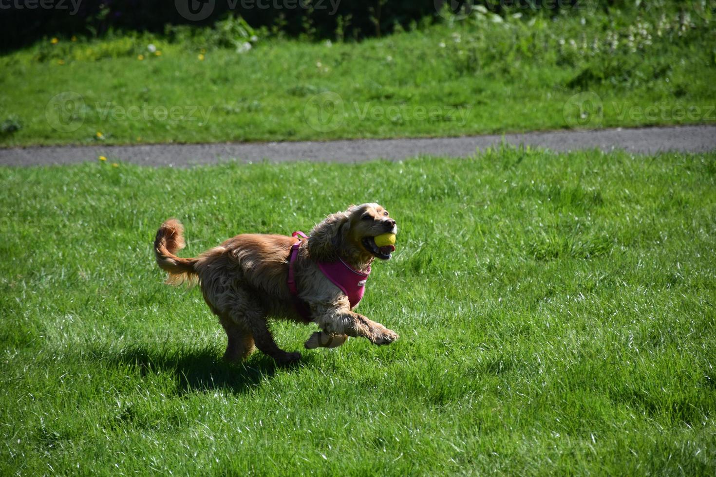 perro spaniel juguetón con una pelota en la boca foto