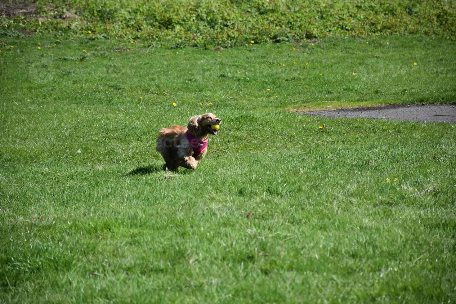 Small Spaniel Running With a Ball in His Mouth photo