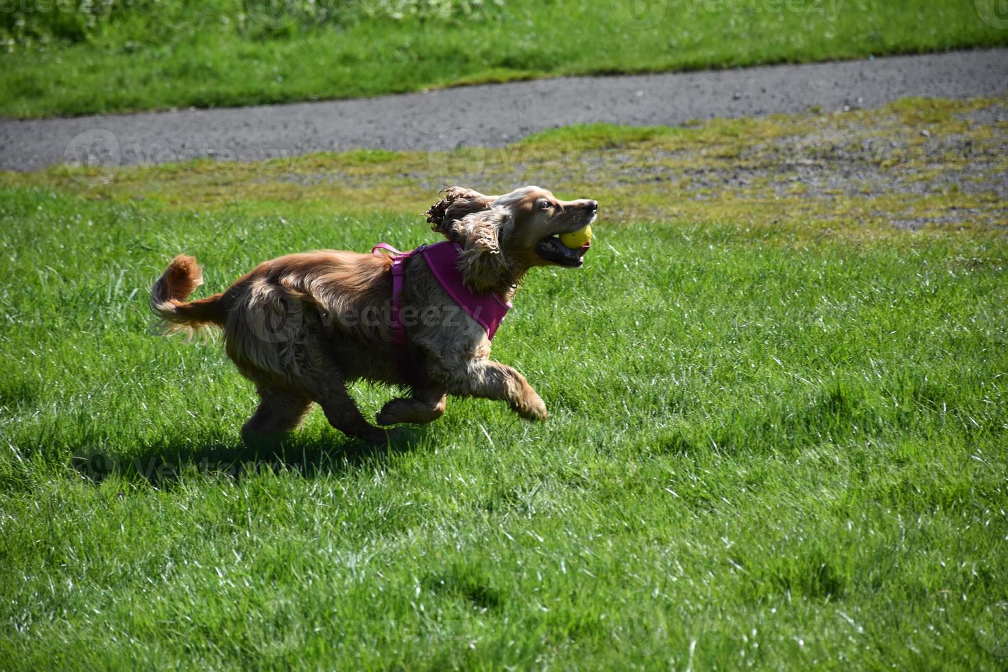 Very Cute Spaniel Dog Playing with a Ball in a Field photo