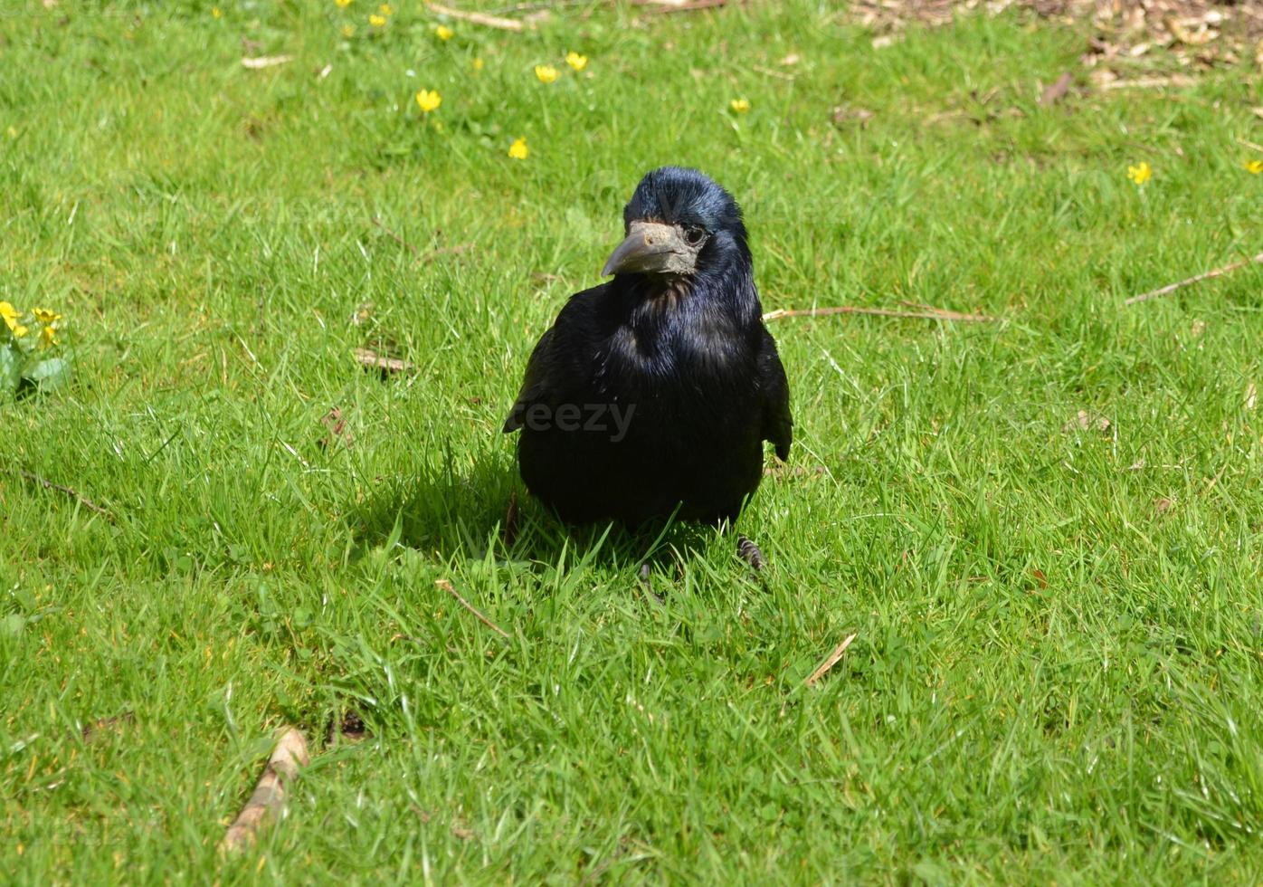 Looking into a Black Carrion Crow in the Spring photo