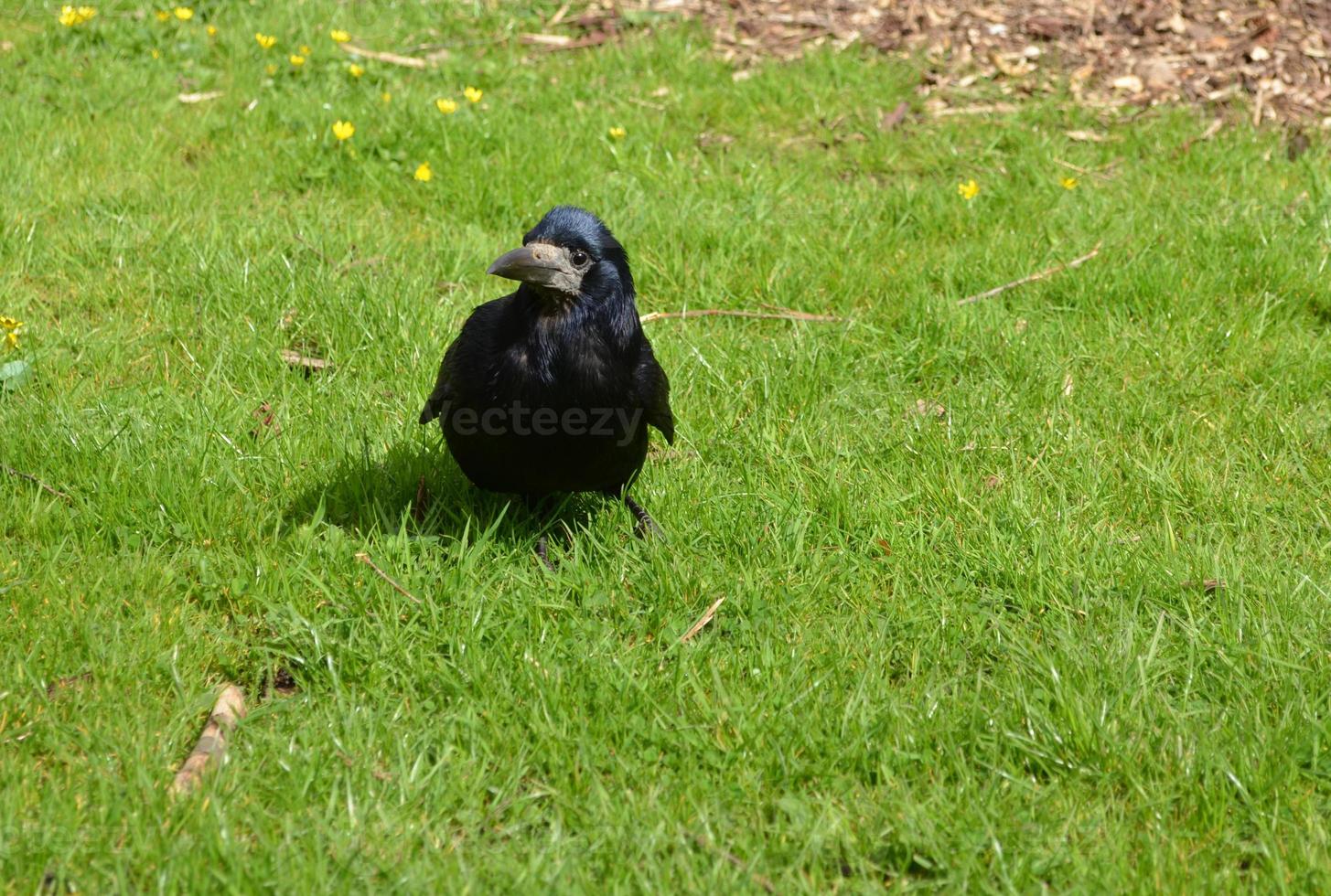 Carrion Crow Standing in a Grass Yard photo