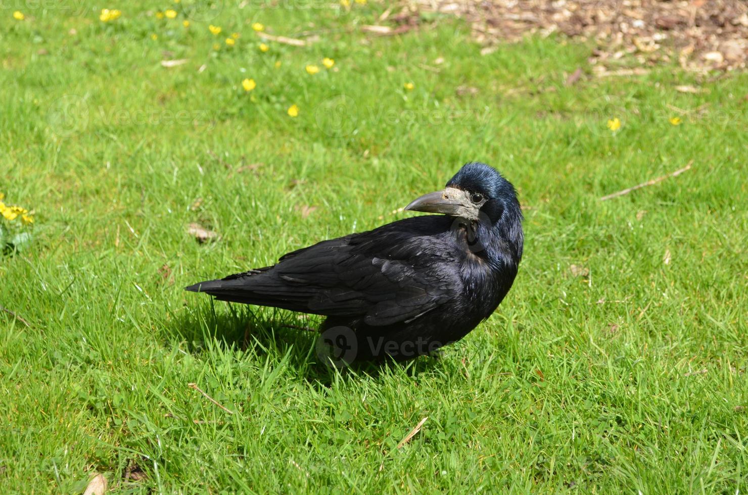 Black Crow with Sharp Beak and Beady Eyes photo