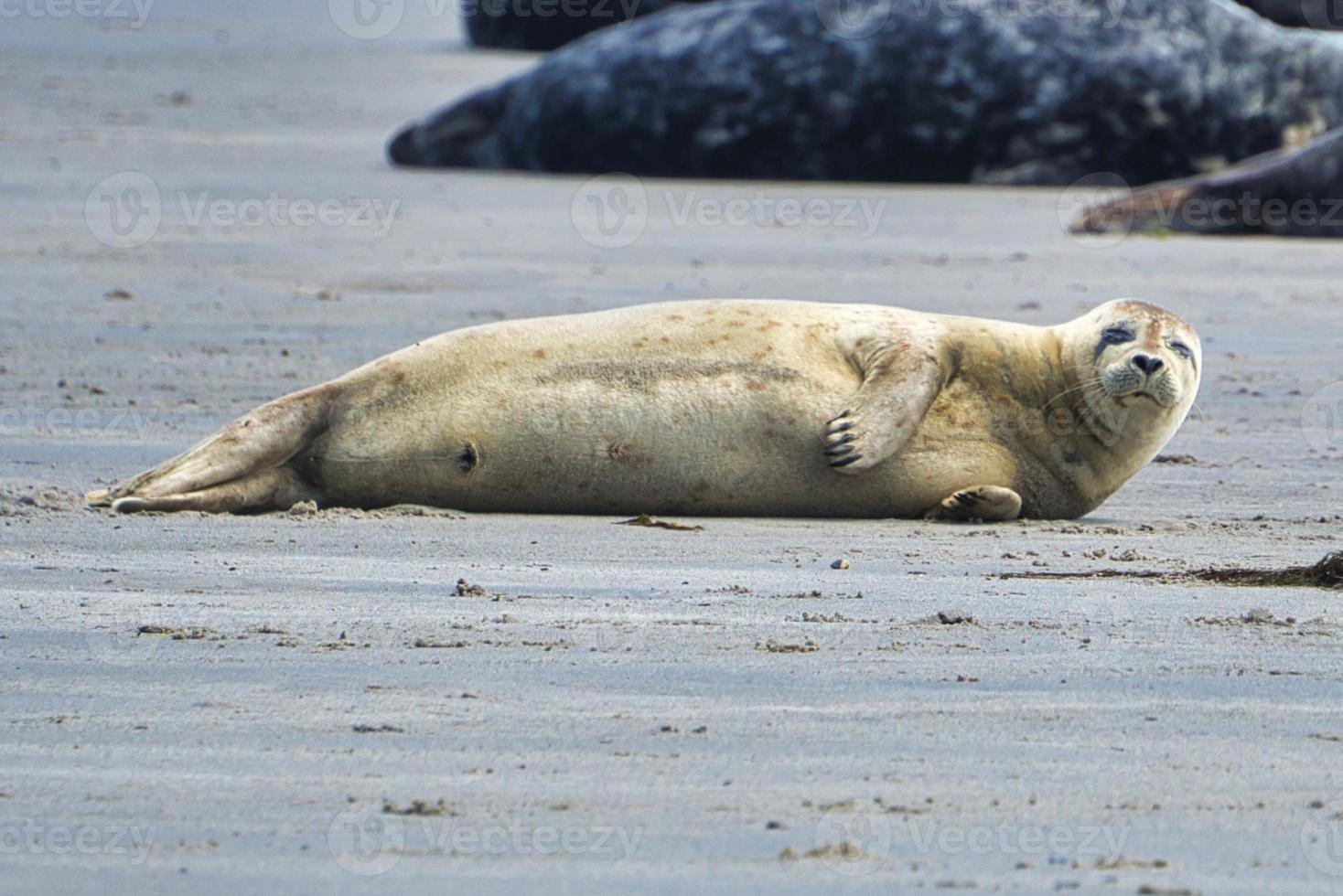 foca gris en heligolandia foto