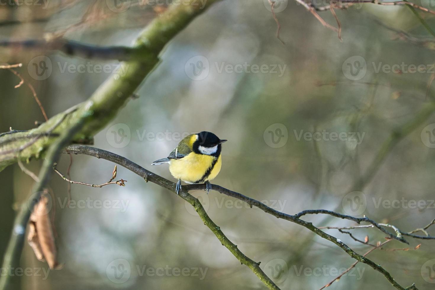 great tit on winter tree photo
