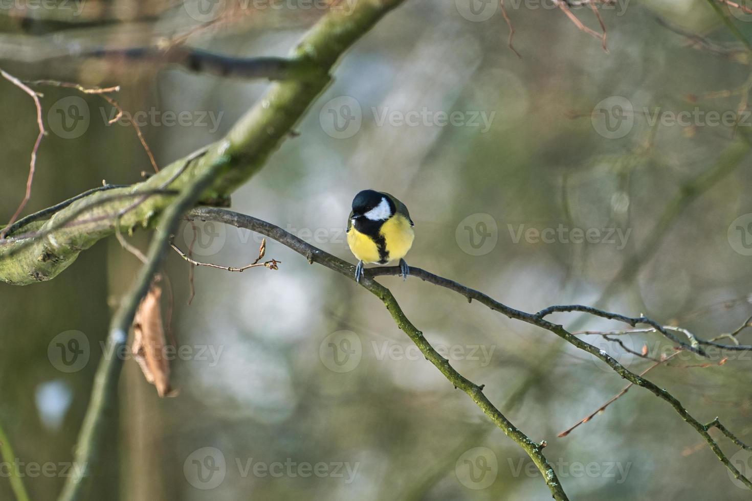 great tit on winter tree photo