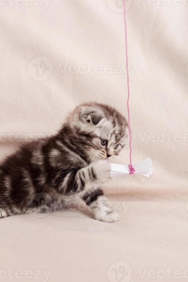 Tiny feline. Curious little Scottish fold kitten playing with a piece of paper photo