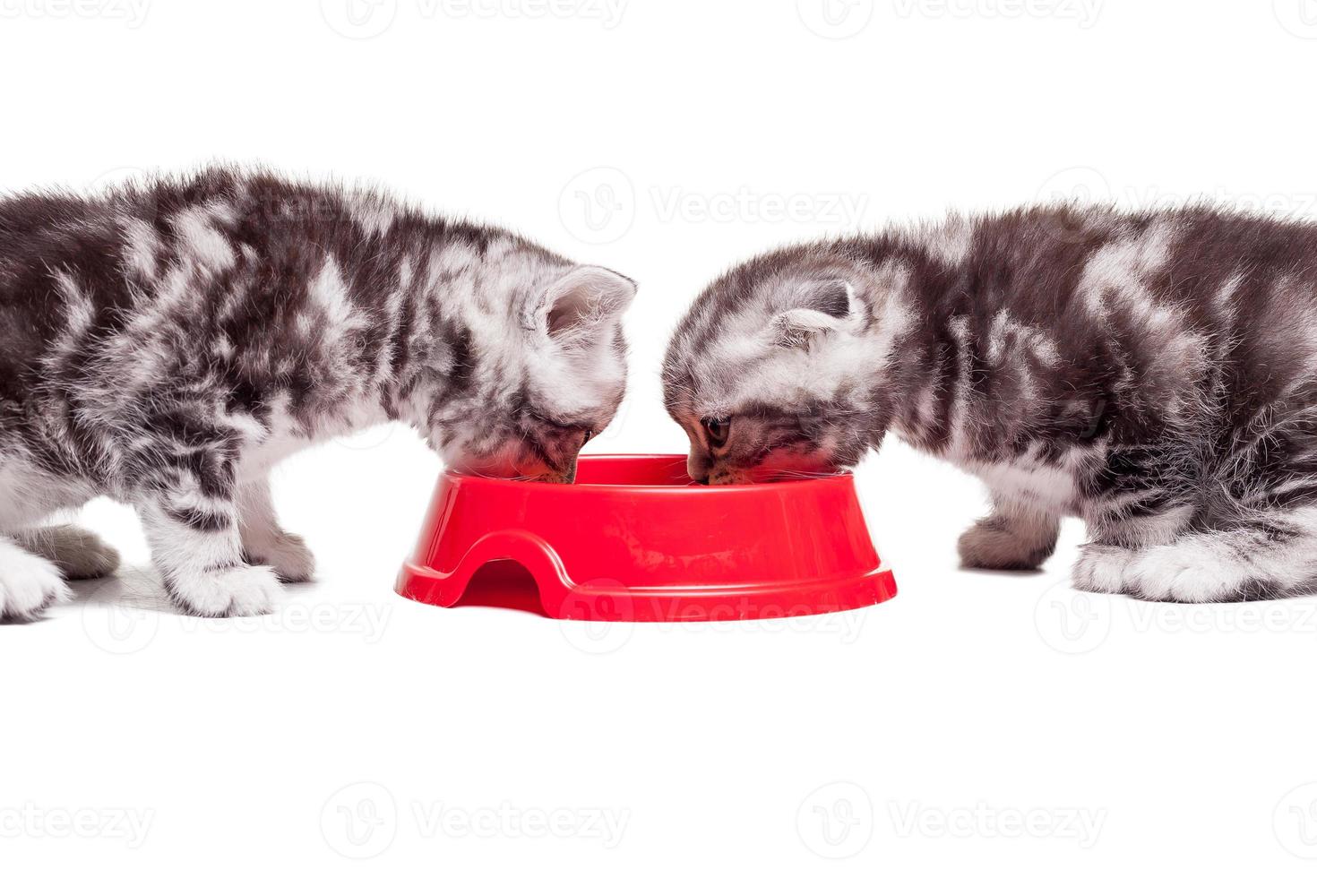 Reloading their energy. Two little kittens eating cat food from the one bowl while sitting in front of each other photo