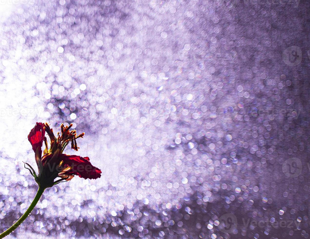 Red dry flower on a blurred shiny sparkling blue background. Cover design. Greeting card photo