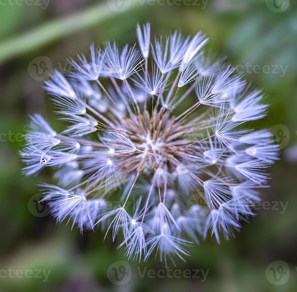 Fluffy white dandelion wet after rain on natural green background close up photo