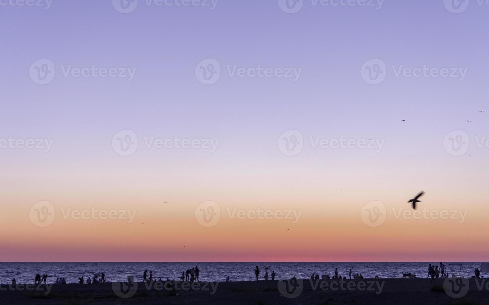Lilac pink purple sky at sunset on the sea and silhouette of a bird photo