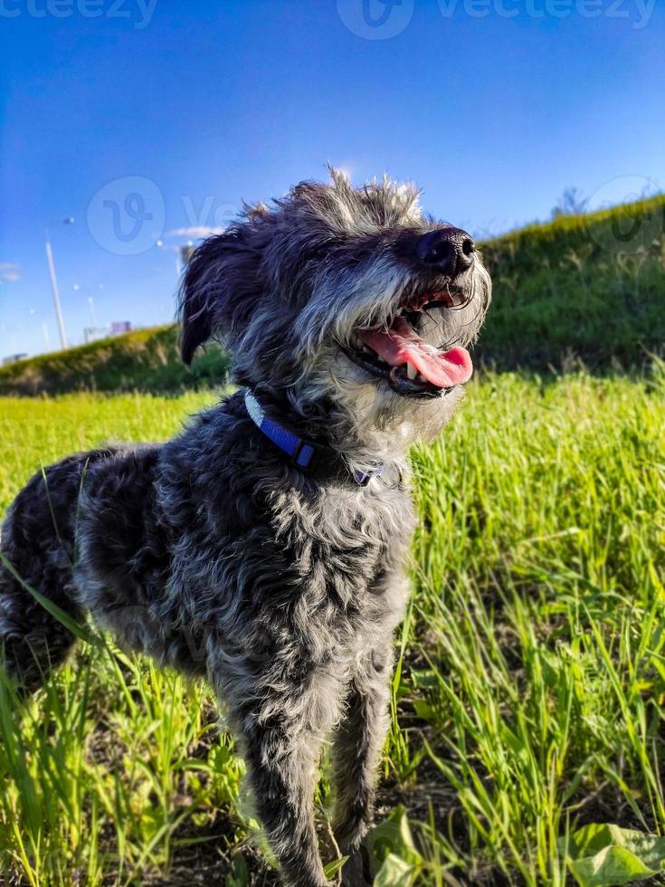 lindo perro barbudo gris peludo con la boca abierta sobre hierba verde. pasear al perro y cuidar mascotas foto