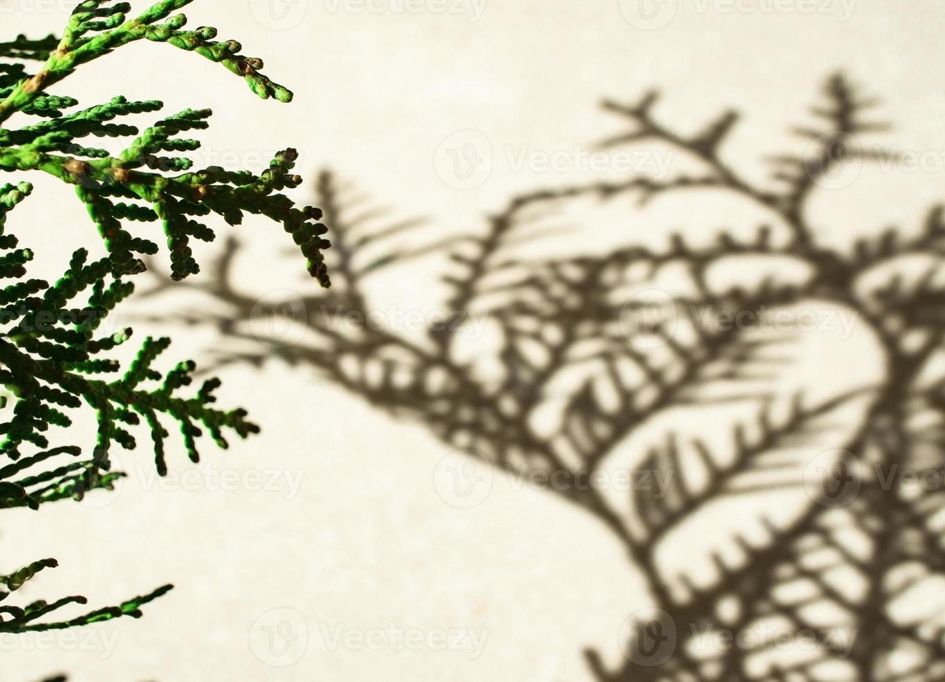 Patterned green twig of thuja and its shadow on a white background. Abstract background. Copy space photo