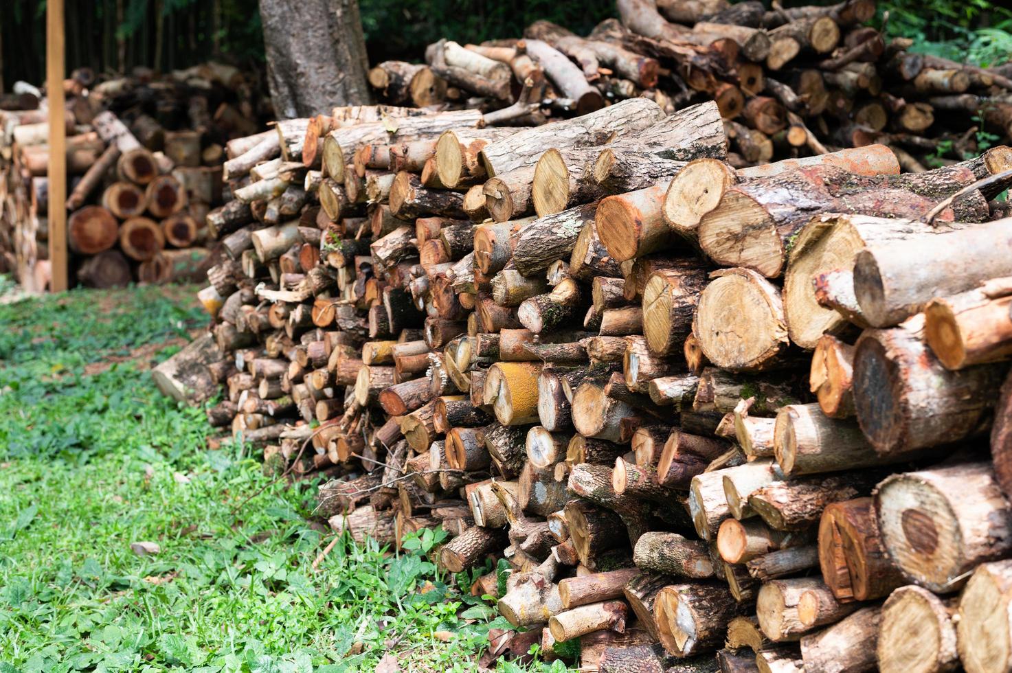 Logging, thick logs lie in the forest against the backdrop of a sunset, copy space, timber photo