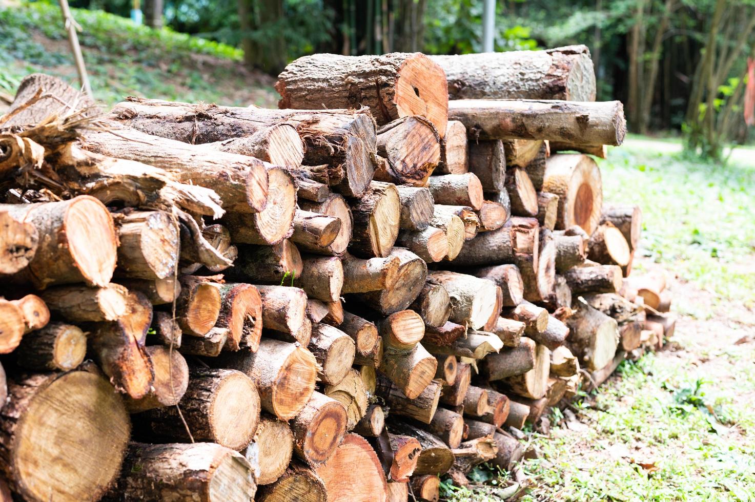 Logging, thick logs lie in the forest against the backdrop of a sunset, copy space, timber photo