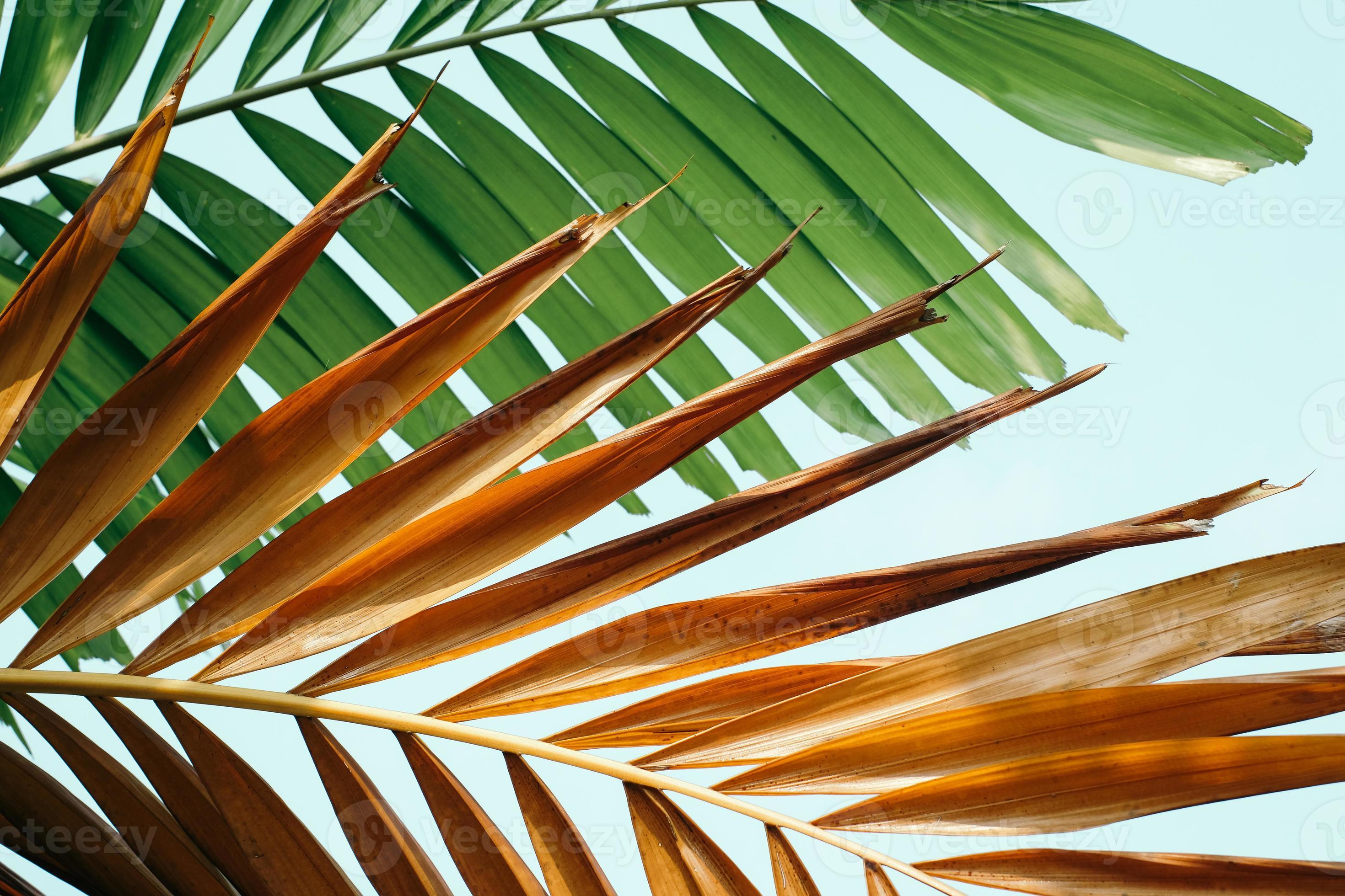 Closeup view of young and old palm tree leaves 13296800 Stock Photo at
