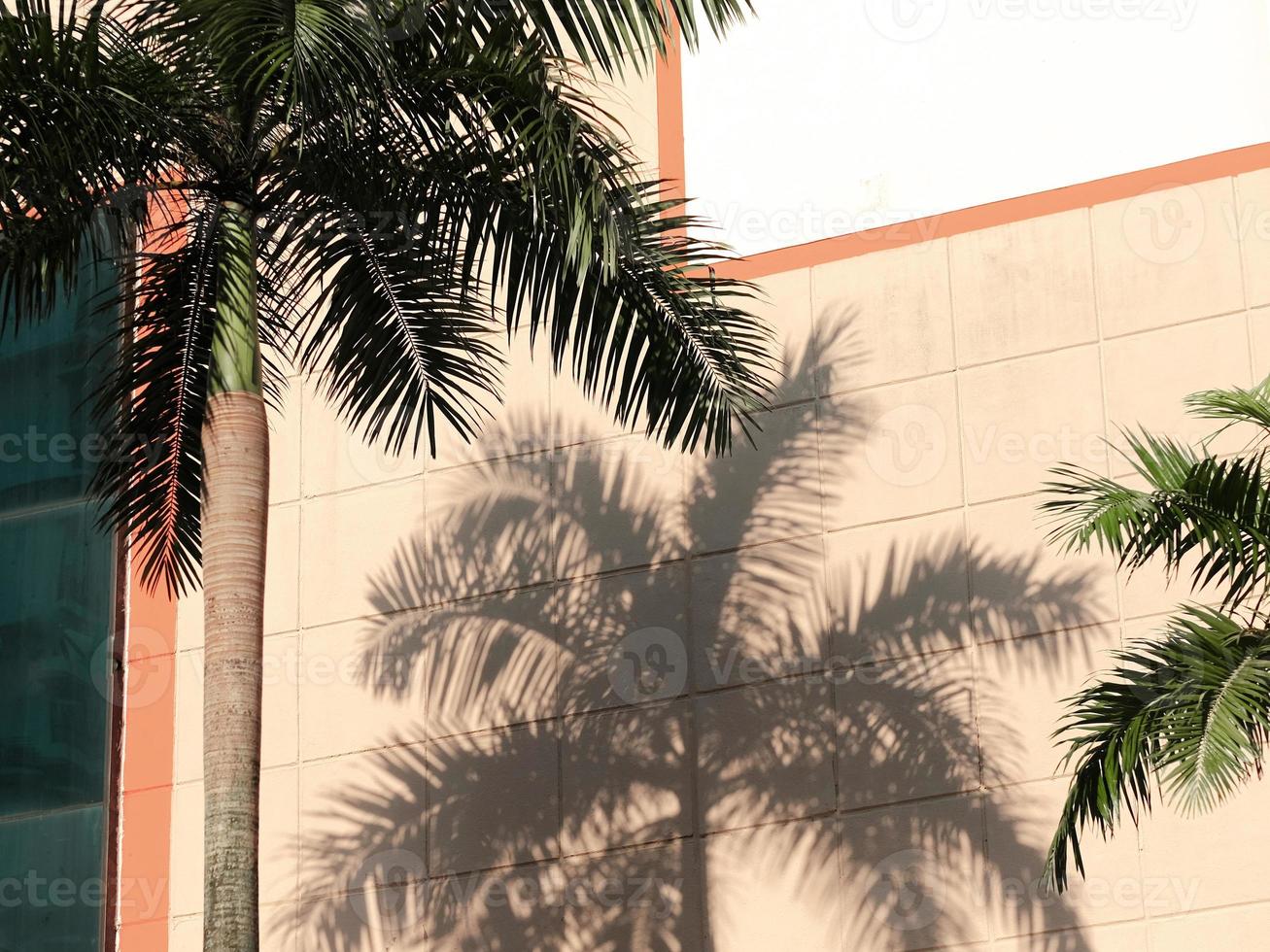 Palm tree and shadows against oranges painted wall photo