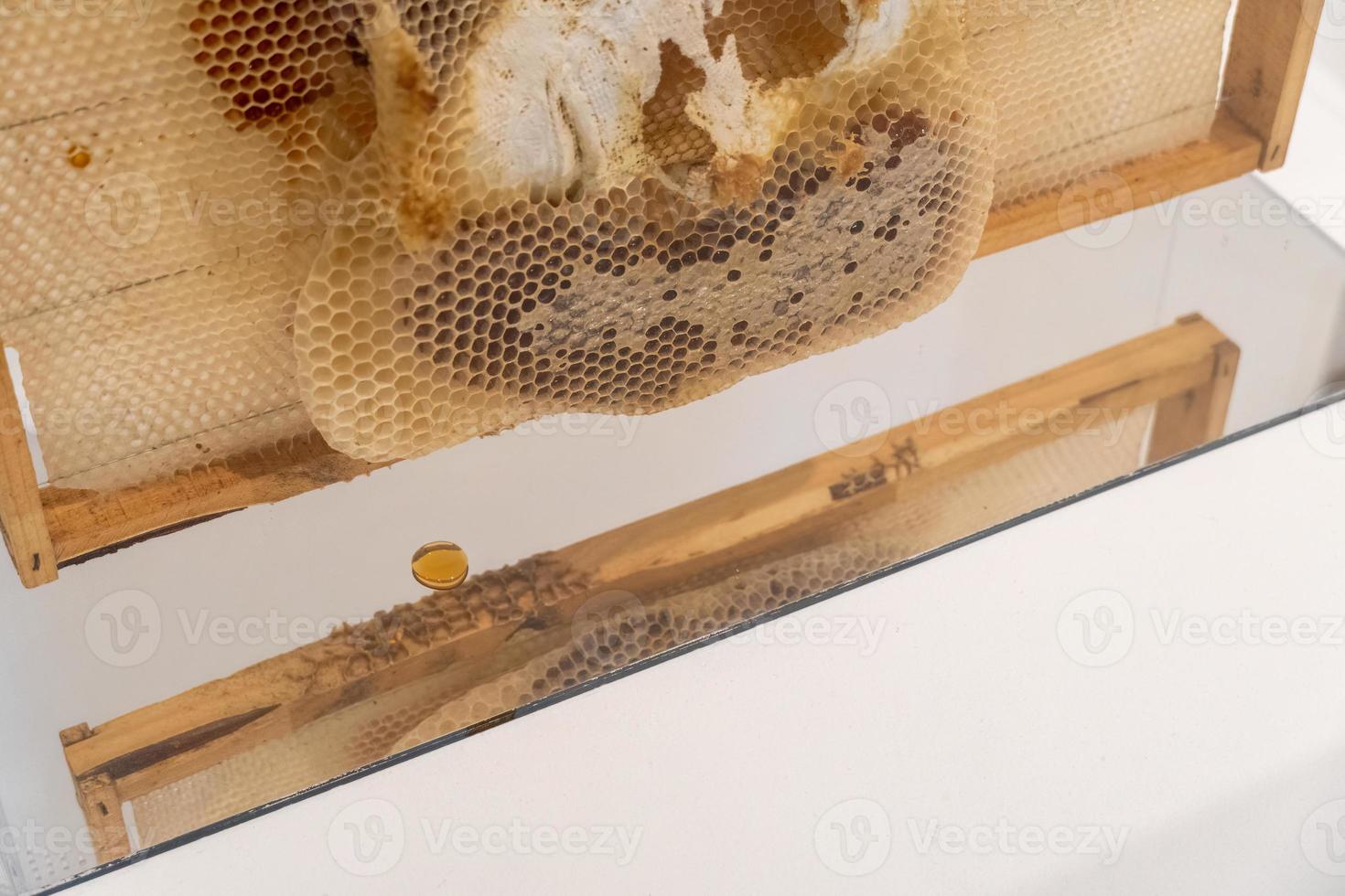 The beekeeper holds a frame with honey, and bees. Close up of beekeeping in glass box photo
