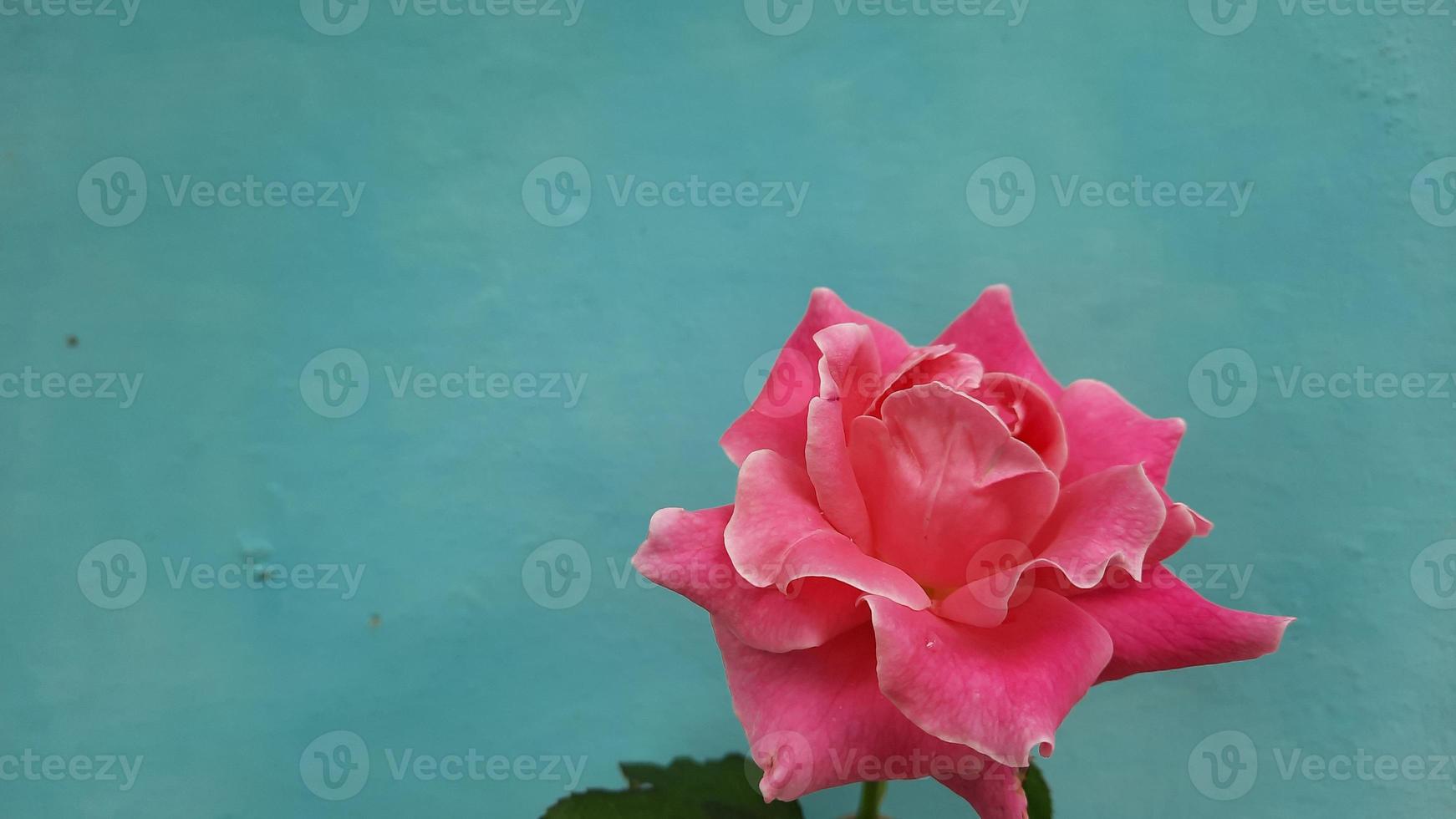 Pink roses on a sky blue background 02 photo