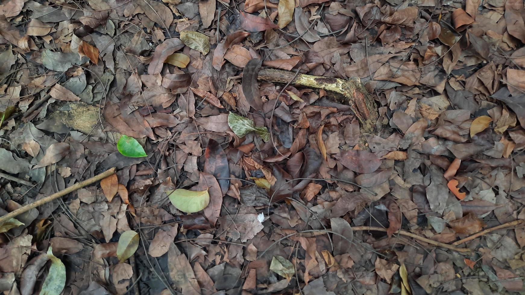 Background of brown dry leaves in autumn 01 photo