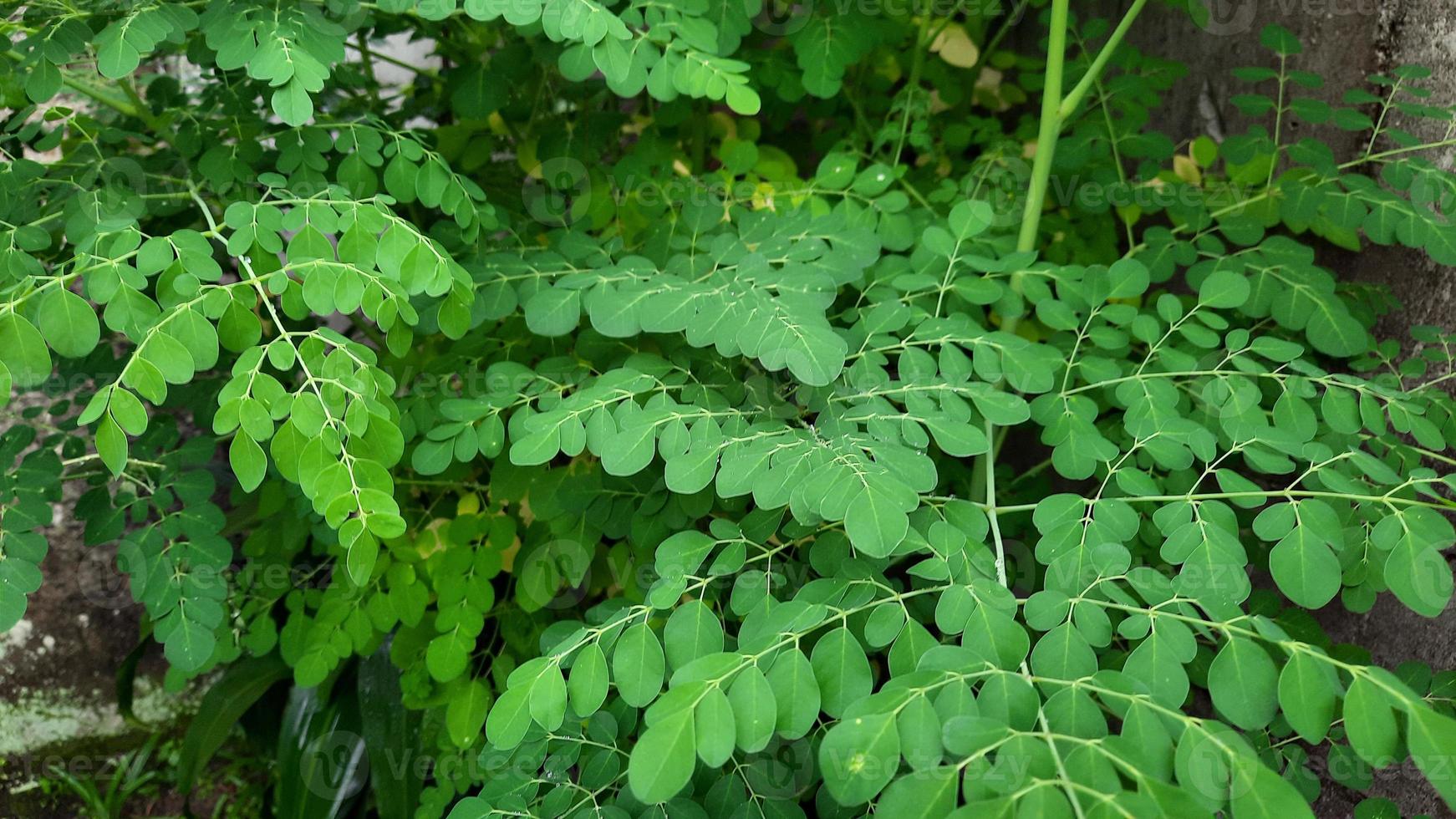 moringa o merunggai es un tipo de planta de la tribu moringaceae foto