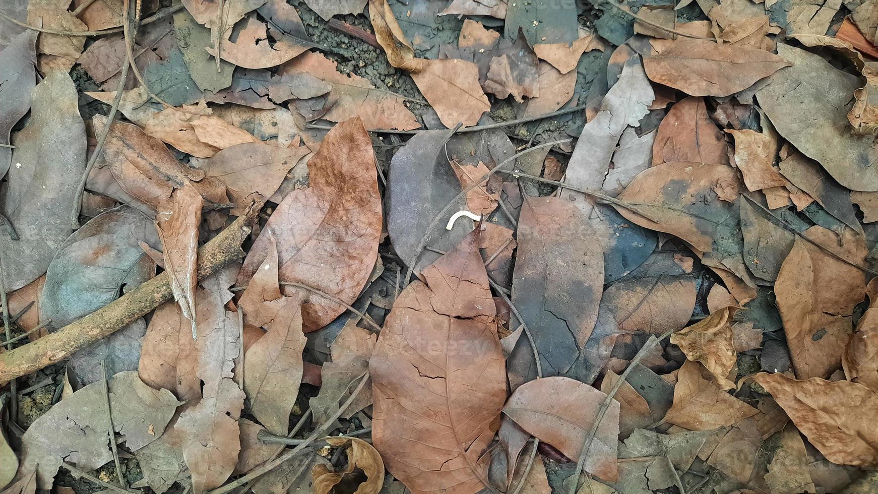 Background of brown dry leaves in autumn 03 photo