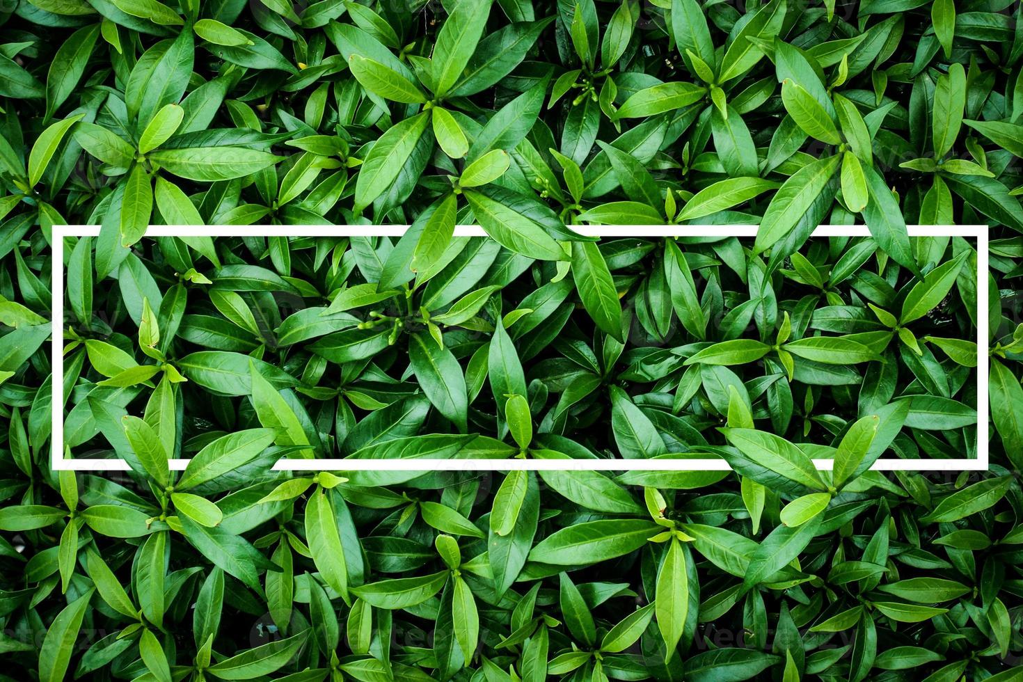 abstract nature background images green leaf pattern photo