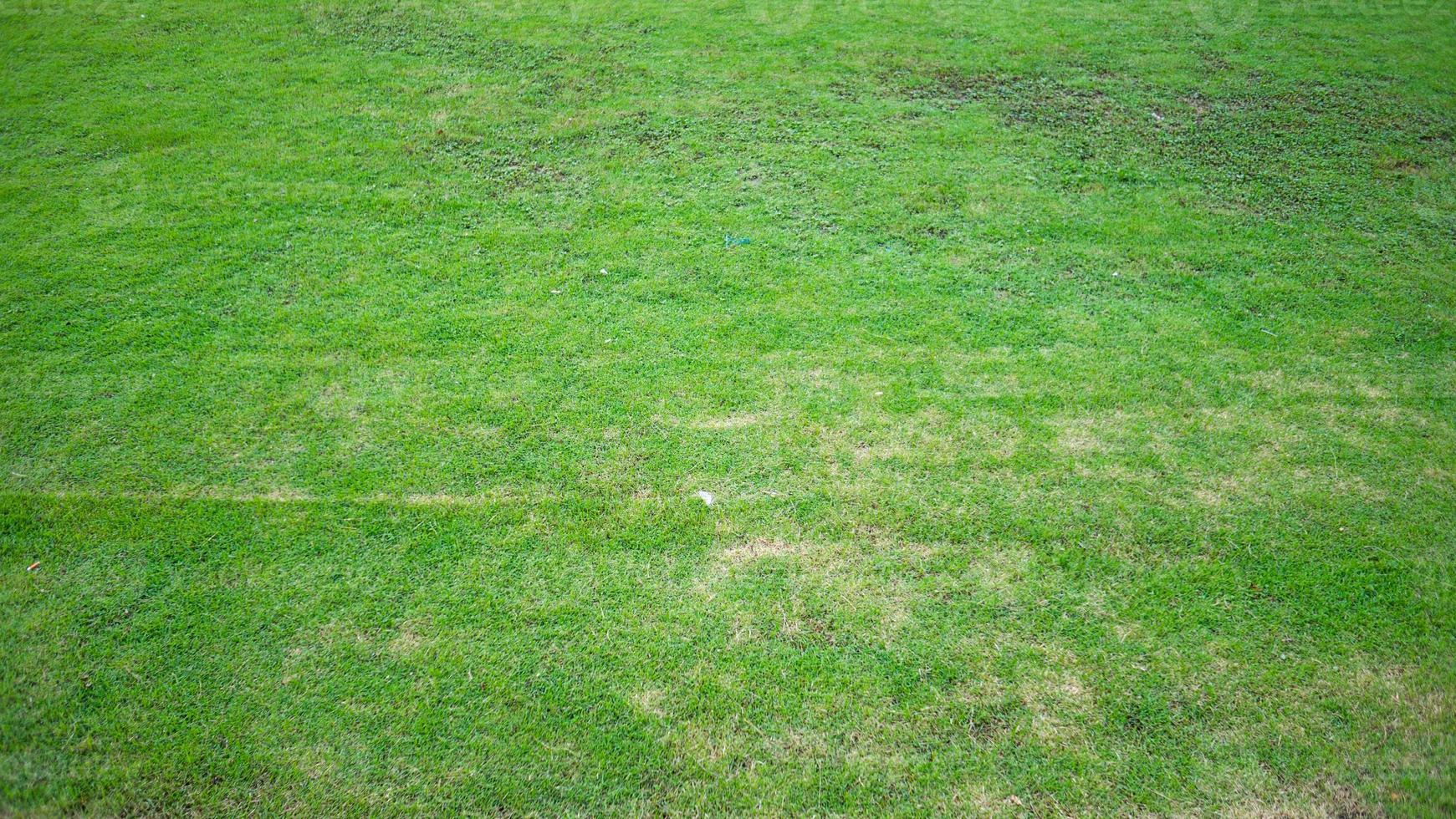 green lawn Natural living area that looks comfortable Can be a background image Can be illustrated Small grass photo