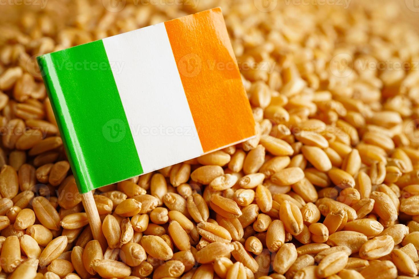 Lreland on grain wheat, trade export and economy concept. photo