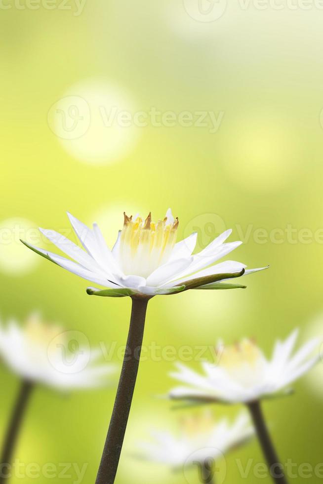 Beautiful white lotus flower with natural background photo