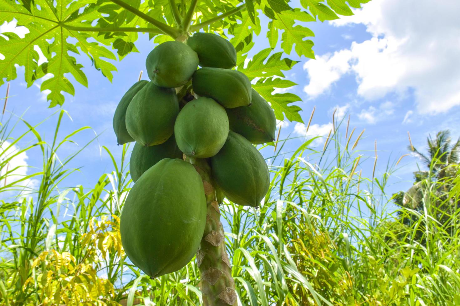 Papaya fruit  in the garden in Thailand photo