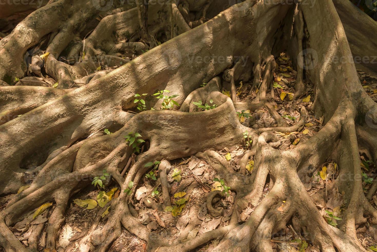 Old tree with large roots. Tropical nature digital illustration for travel card or banner template. Beautiful natural landscape with tropic tree. Exotic tree with huge root system in forest painting photo