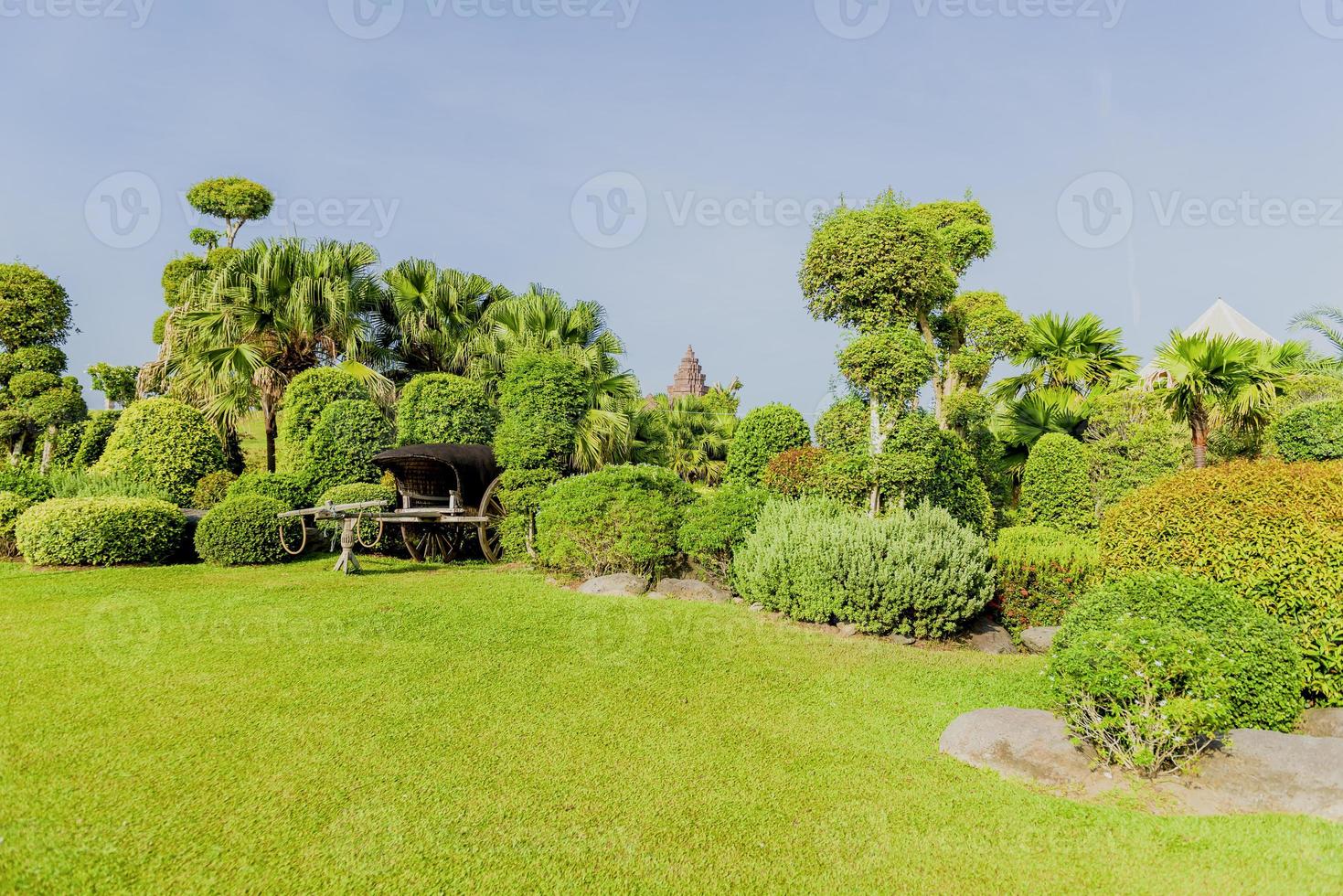 Tree background in park with sunlight, photo