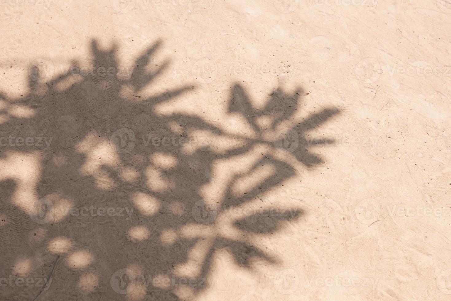 Abstract background, gray shadows of natural leaves, fallen branches on the surface of the sand wall photo