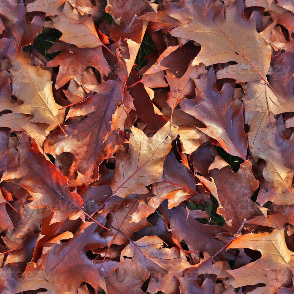 Photo realistic seamless texture patterns of autumn leaves on a forest ground
