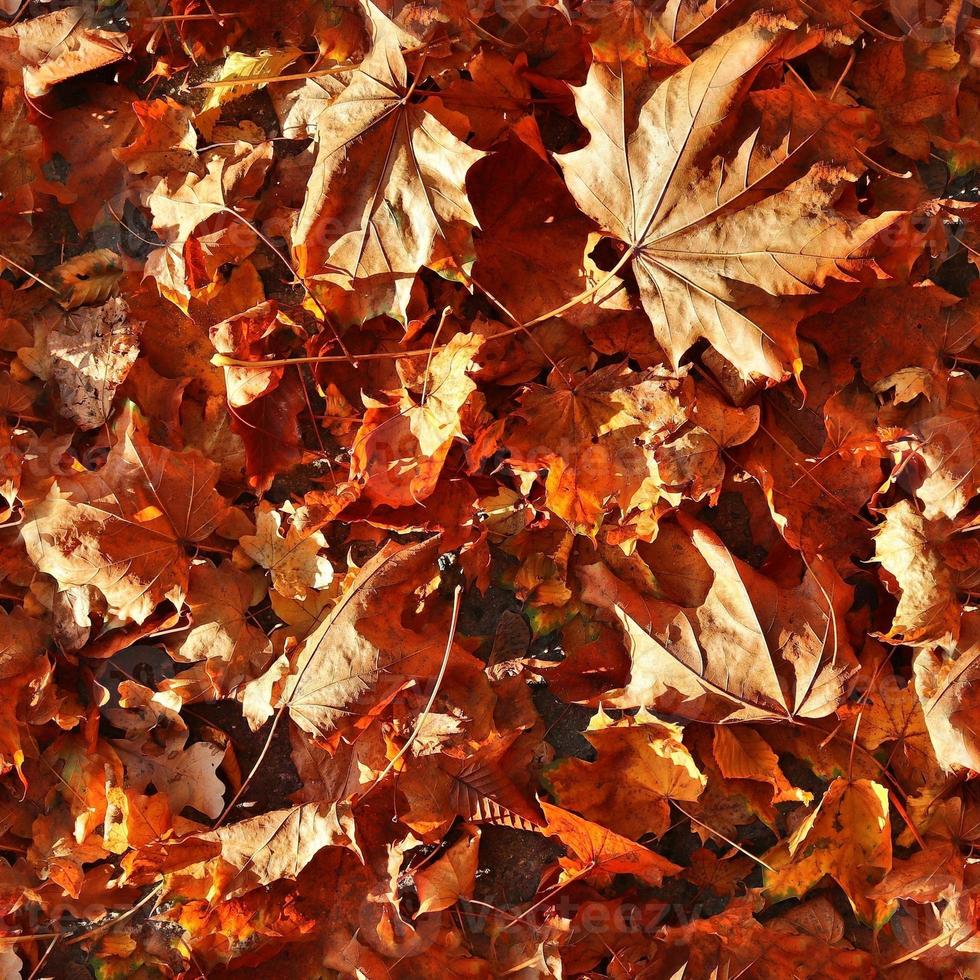 Photo realistic seamless texture patterns of autumn leaves on a forest ground