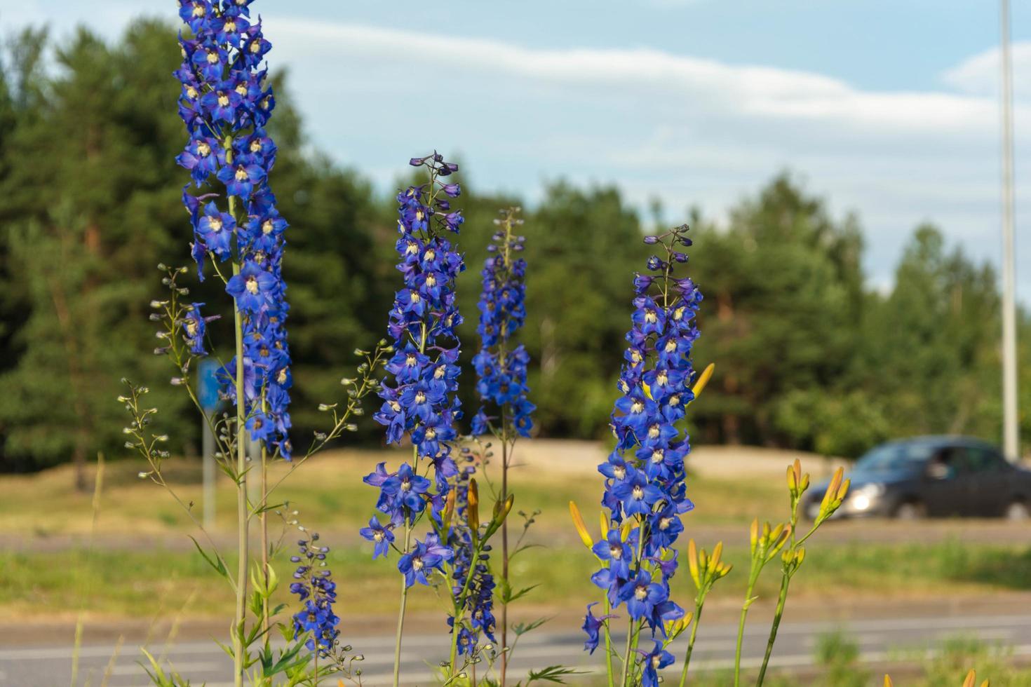 flores azules delphinium en el fondo de un carril bici y una carretera con ciclistas y coches que pasan, un paisaje urbano foto