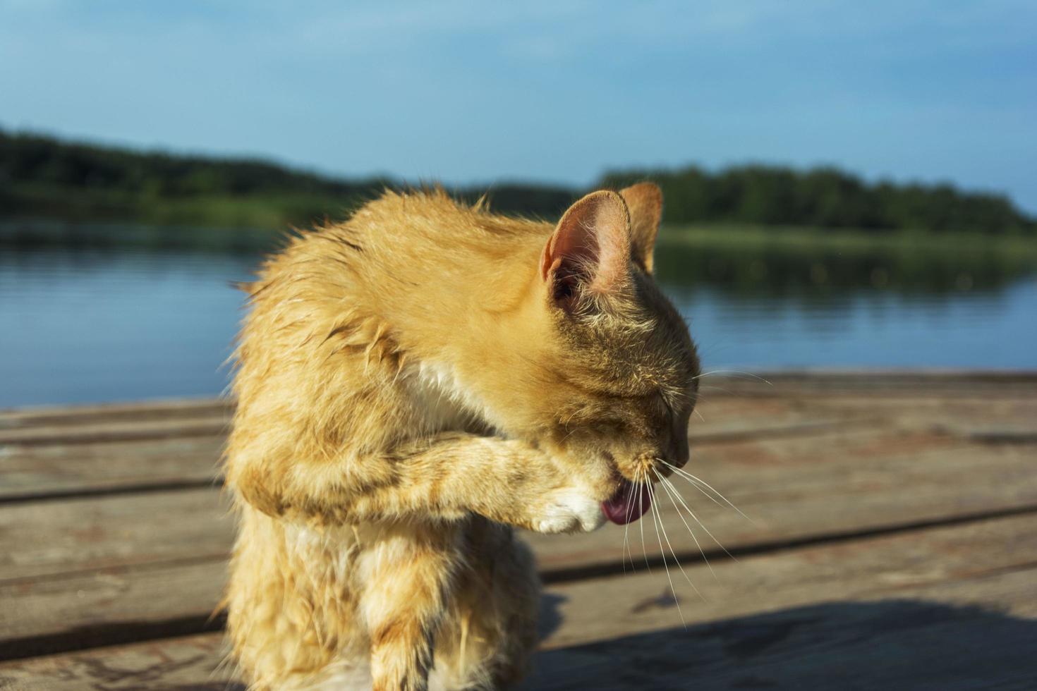 un hermoso gato rojo se lava después de nadar en el muelle del lago. autocuidado. pulcritud, limpieza foto