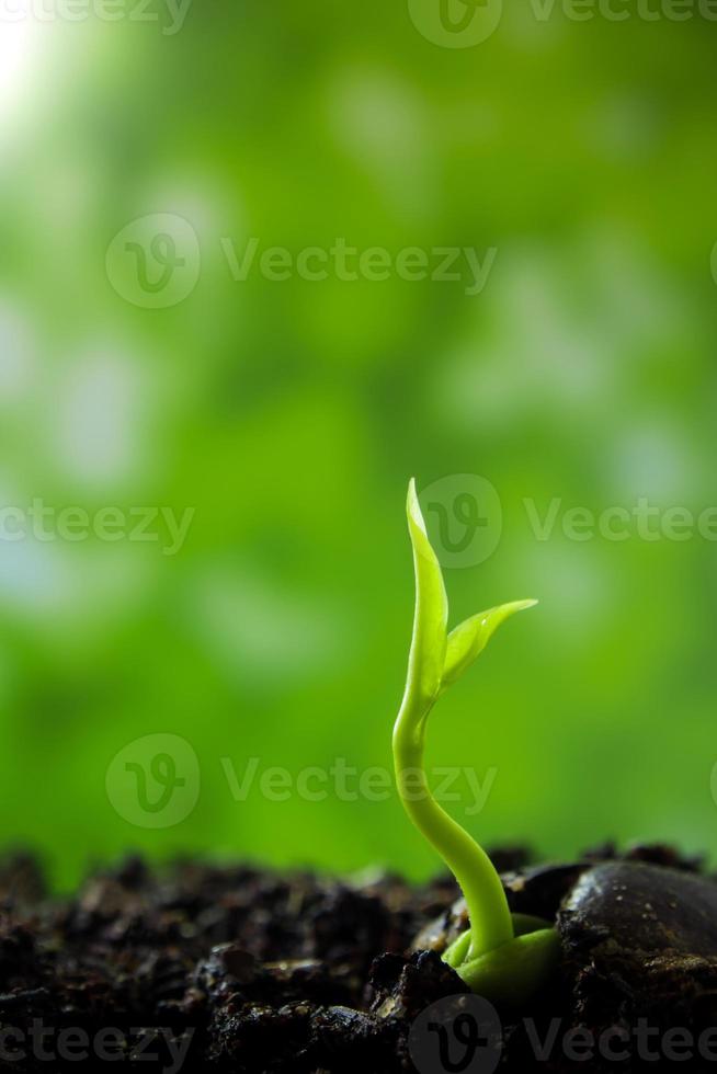 Brote de hojas de siembra de plantas jóvenes en el bosque foto