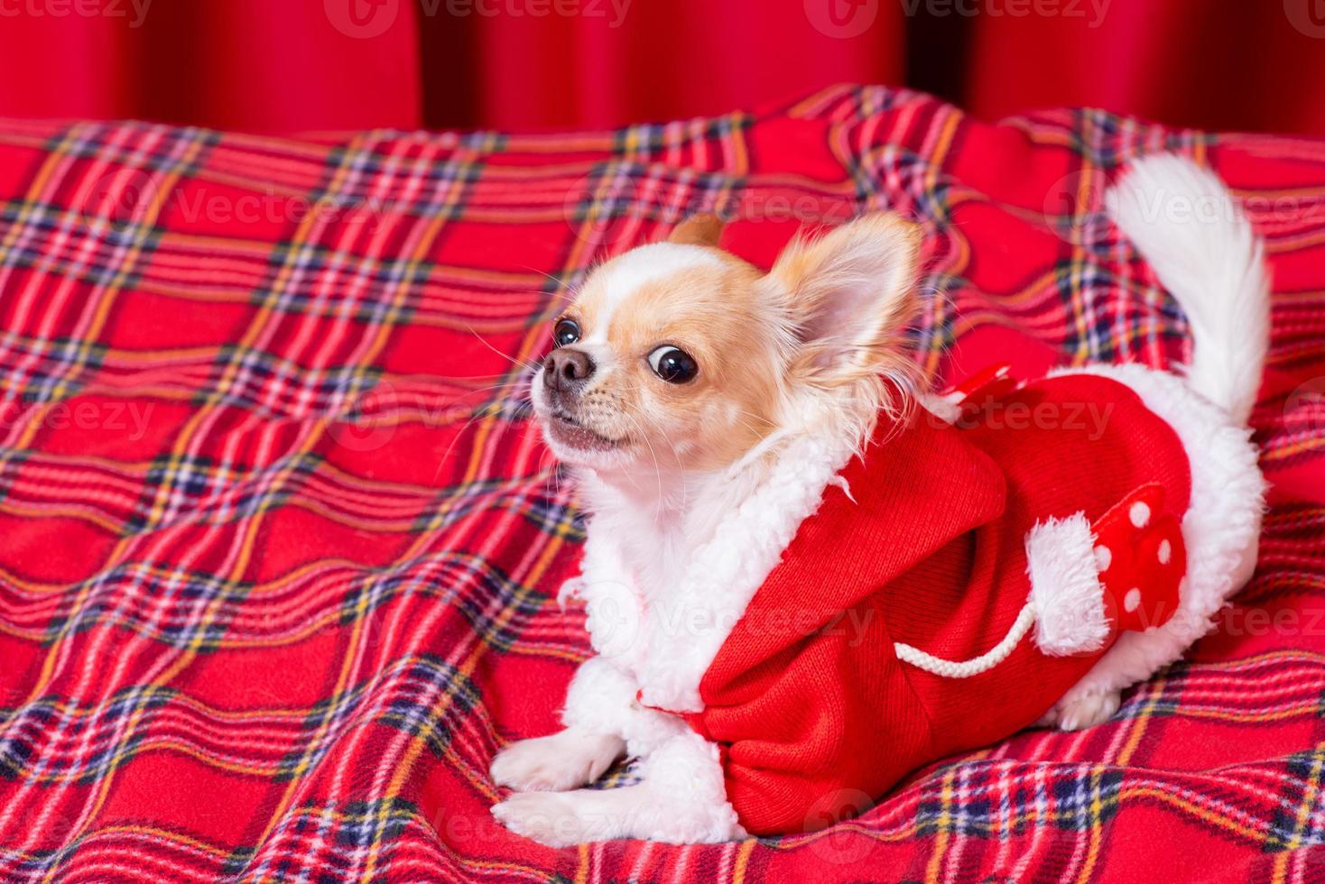 A mini chihuahua dog in Santa's clothes lies on a red checkered blanket. Long-haired chihuahua. photo