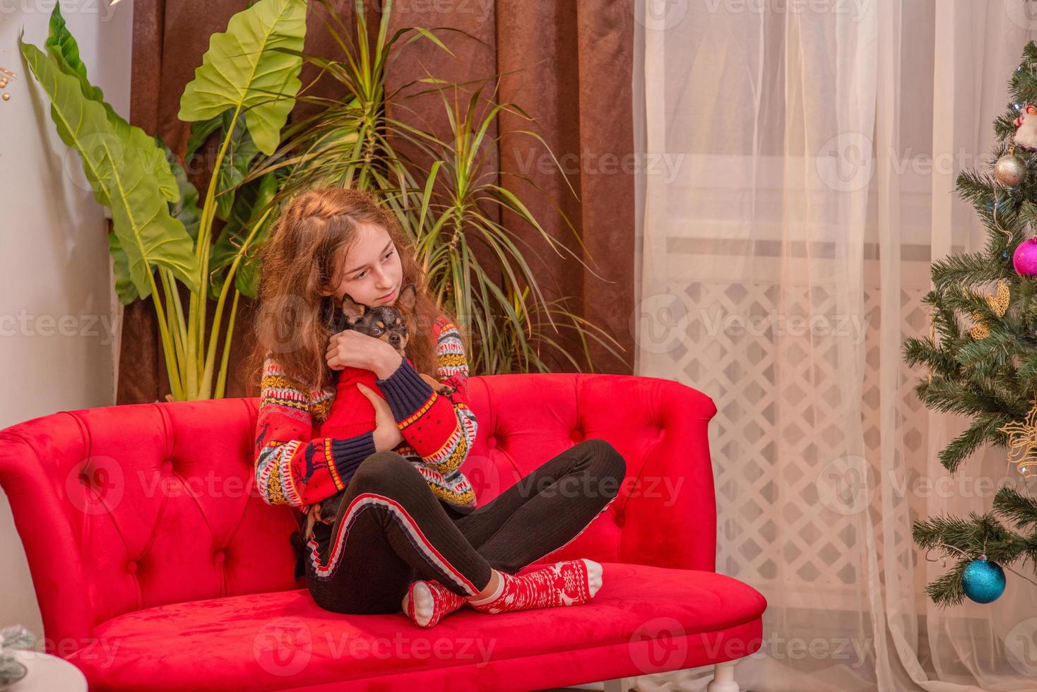 A girl and a pet. A teenage girl with a chihuahua dog on a red sofa near a Christmas tree. photo