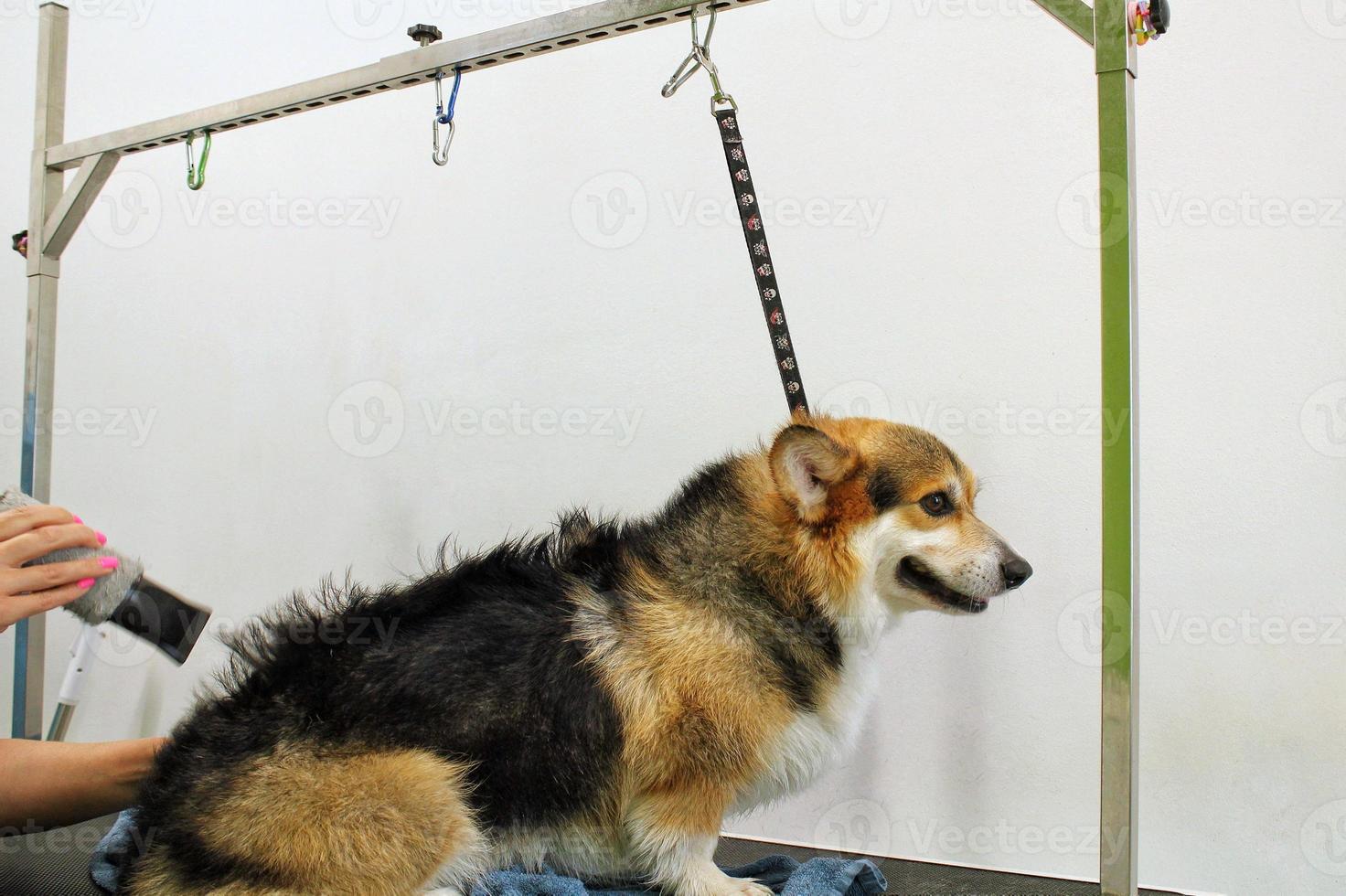 Pet professional master groomer blow drying corgi welsh pembroke dog after washing in grooming salon. Female hands using hair dryer getting fur dried with a blower. Animal hairstyle concept. Close-up. photo