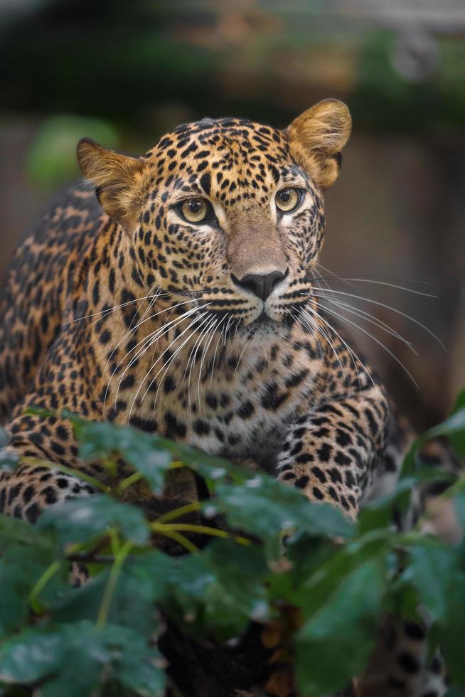 leopardo de Sri Lanka foto